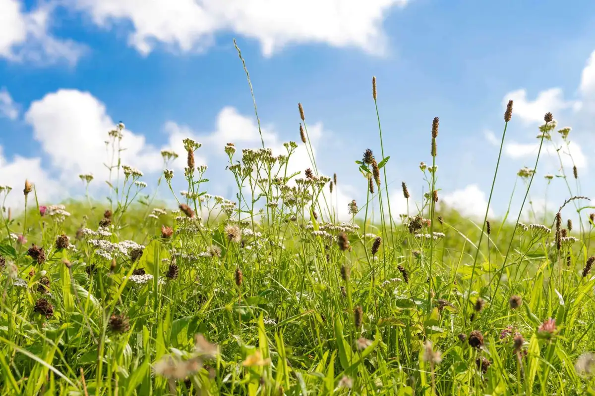 Climate change extends hay fever season by weeks bringing more misery for sufferers - 1