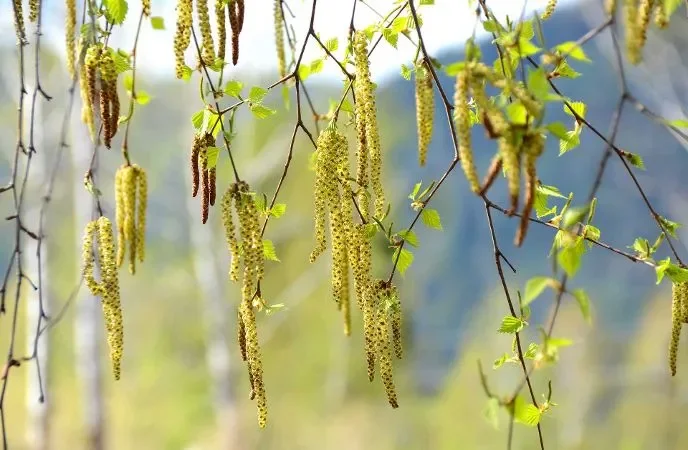 Climate change extends hay fever season by weeks bringing more misery for sufferers - 2