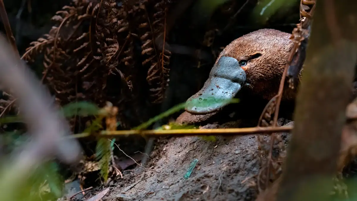 Platypus population expands to 20 in Australia's Royal National Park - 3