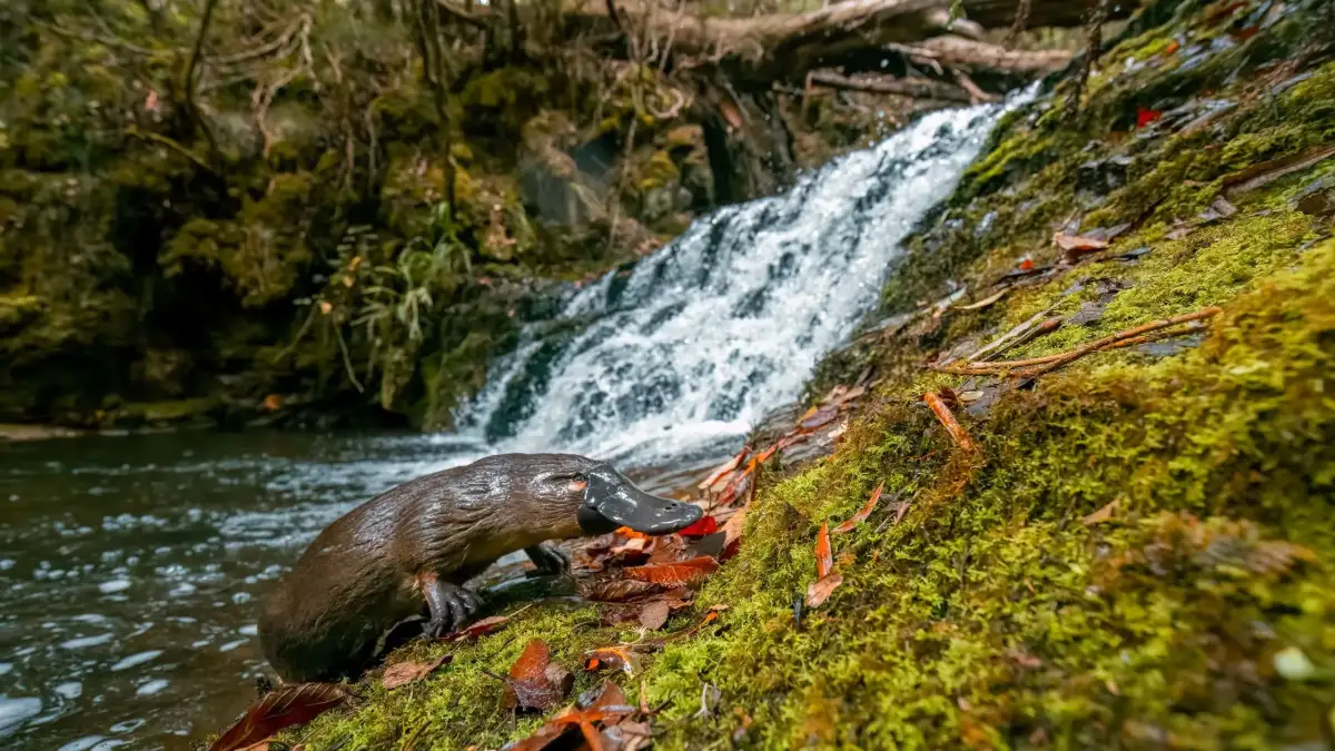 Platypus population expands to 20 in Australia's Royal National Park - 4