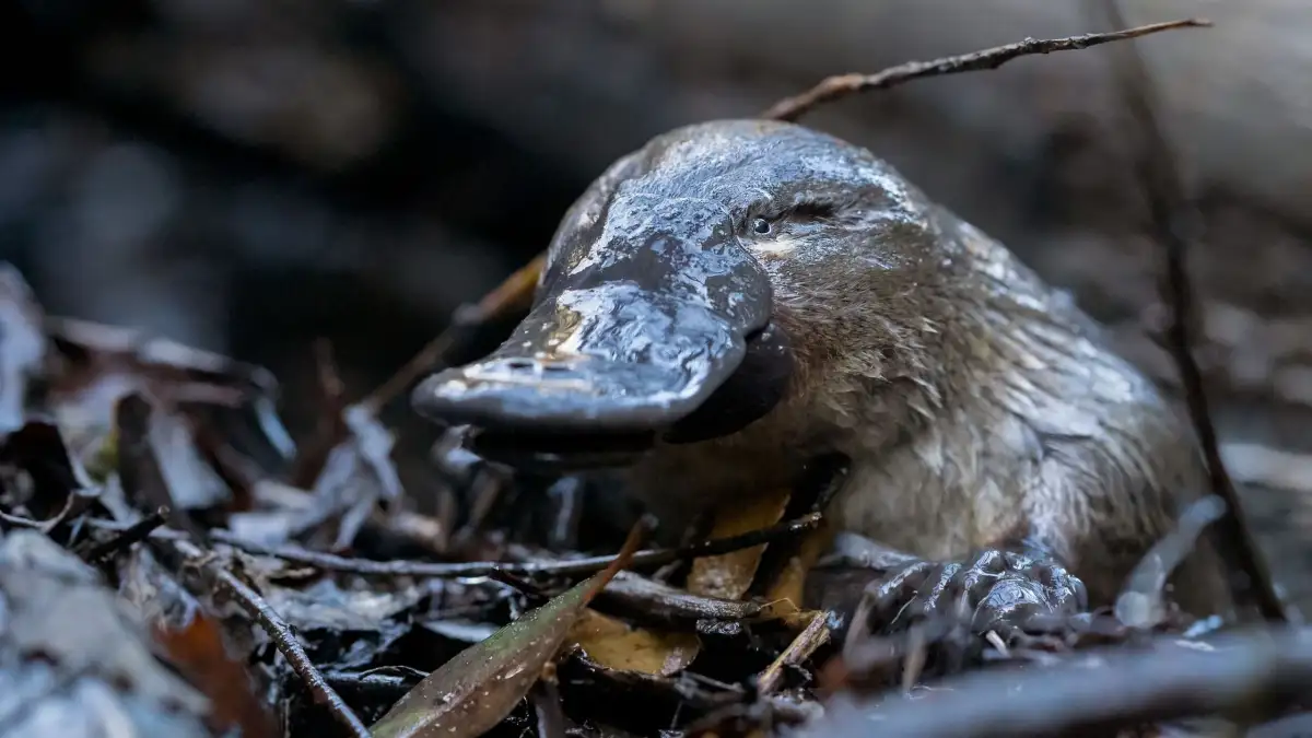 Platypus population expands to 20 in Australia's Royal National Park - 2
