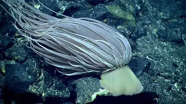 NOAA 'Golden Orb' Identified as Part of the Base of a Giant Sea Anemone—But the Missing Creature Deepens the Mystery - 2
