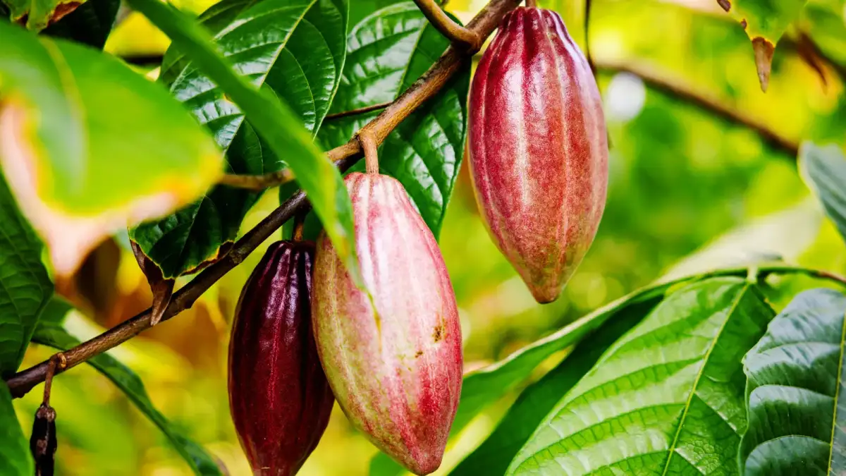 3 Red Flags To Avoid When You're Buying Easter Chocolate - 3