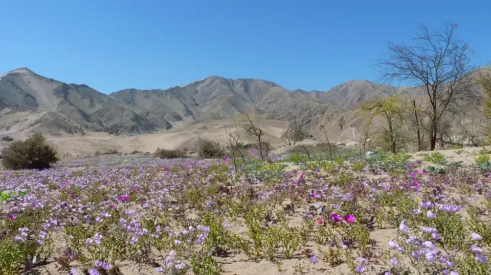 Atacama Desert's extreme aridity initiated 20 million years earlier than previously thought, study finds - 3