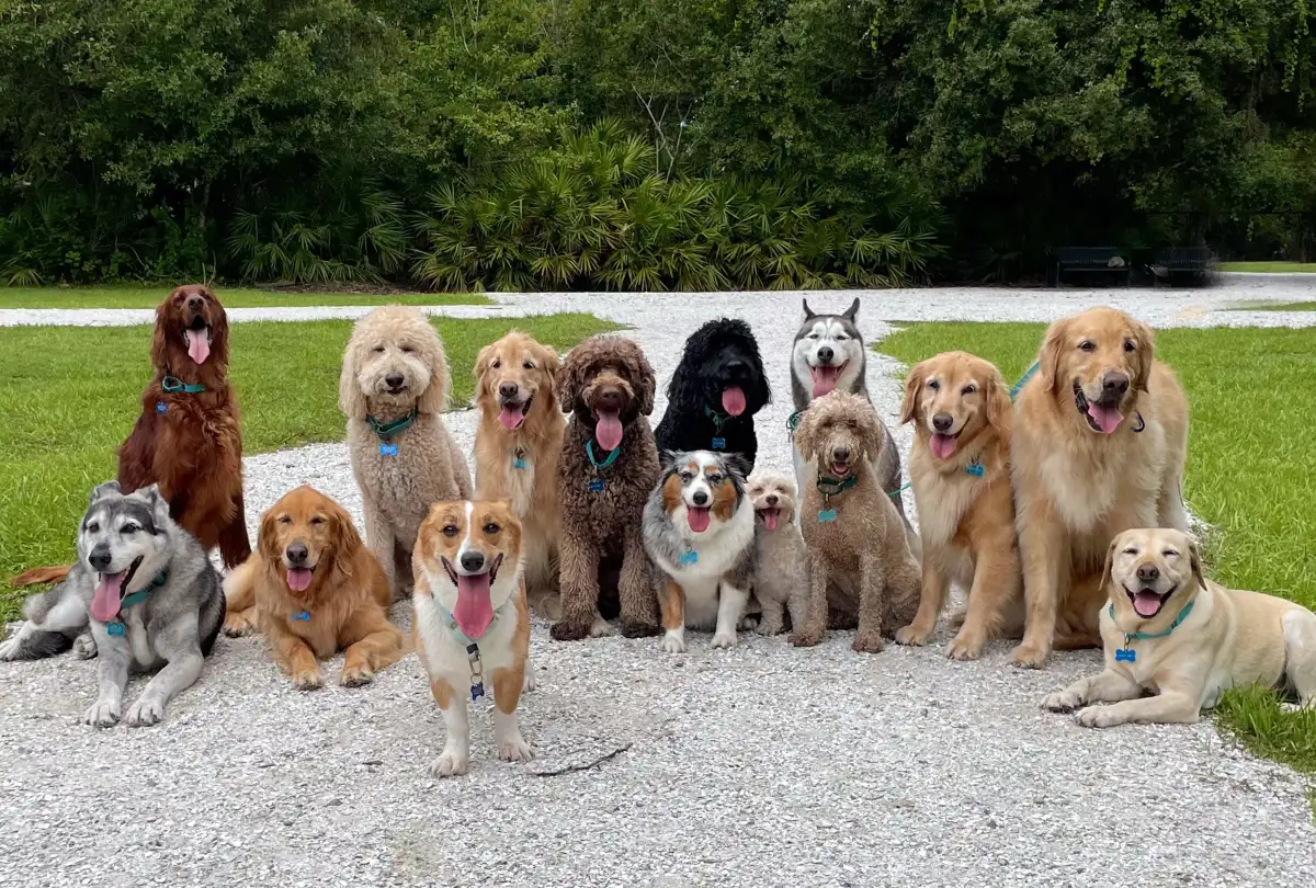 Dogs 'rethinking every part of our operation; - 3