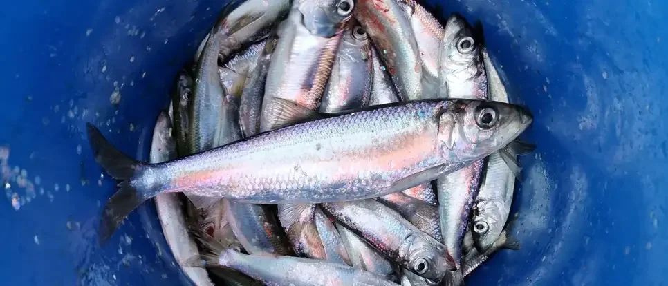 Baltic herring fishing rules may need an update after new genetic mapping - 2