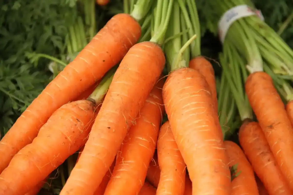 Cheap and cheerful carrots don't get the respect they deserve, says expert: How the 6p vegetables can boost your immune system, skin and eyesight - 1