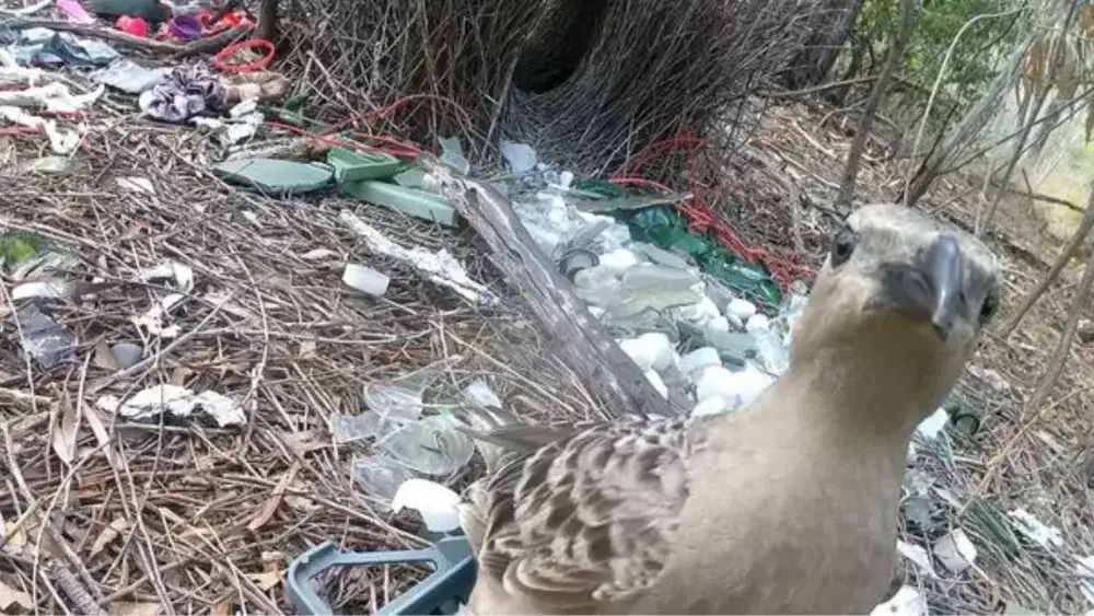 City birds dazzle females with 'borrowed' human items - 1